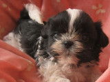 Des chiots Shih Tzu LOF à vendre