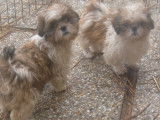 Des chiots Shih Tzu LOF à vendre