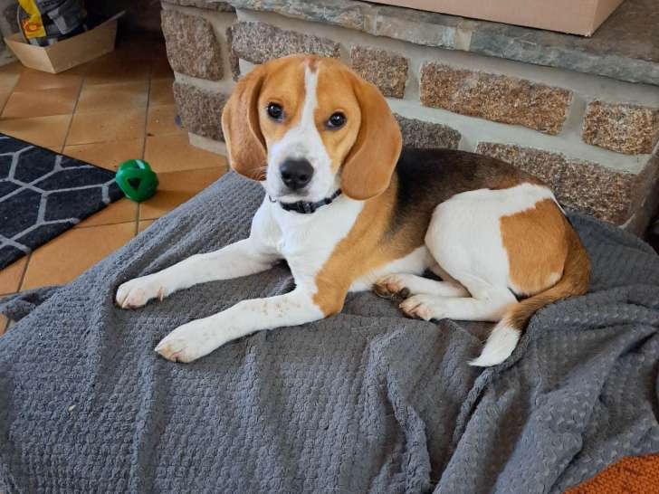 Chiot Beagle femelle à adopter