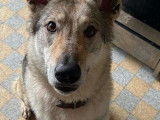 Chien adulte de race Chien Loup Tch&eacute;coslovaque &agrave; vendre