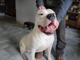 Chiots Dogue Argentin à réserver