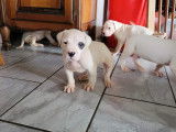 Chiots Dogue Argentin à réserver