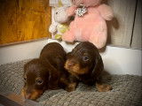 3 chiots Teckels chocolat à poil dur à réserver (LOF)