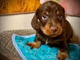 3 chiots Teckels chocolat à poil dur à réserver (LOF)