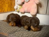 3 chiots Teckels chocolat à poil dur à réserver (LOF)