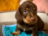 3 chiots Teckels chocolat à poil dur à réserver (LOF)