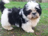 À vendre : 3 chiots Shih Tzu LOF Bicolores
