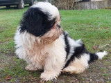 À vendre : 3 chiots Shih Tzu LOF Bicolores
