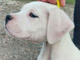 Un chiot m&acirc;le Dogue Argentin &agrave; vendre (LOF)