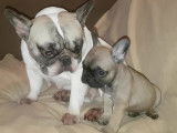 Chiots d'apparence Bouledogue Français à vendre