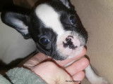 Chiots d'apparence Bouledogue Français à vendre