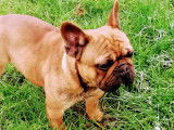 Chien Bouledogue Français LOF disponible pour saillie