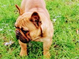 Chien Bouledogue Français LOF disponible pour saillie