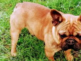 Chien Bouledogue Français LOF disponible pour saillie