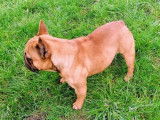 Chien Bouledogue Français LOF disponible pour saillie