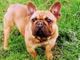 Chien Bouledogue Français LOF disponible pour saillie