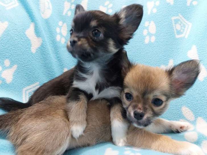 2 chiots Chihuahuas LOF à réserver