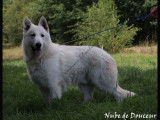 7 chiots mâles Bergers Blancs Suisses LOF à réserver