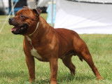Chien Staffie LOF disponible pour saillie