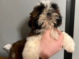 Disponibles 2 chiots mâles Shih Tzu LOF