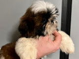 Disponibles 2 chiots mâles Shih Tzu LOF