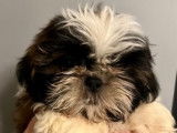 Disponibles 2 chiots mâles Shih Tzu LOF