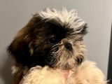 Disponibles 2 chiots mâles Shih Tzu LOF
