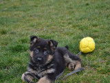 Disponible à la vente,7 chiots Bergers Allemands LOF