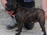 Chien Bouledogue Français LOF pour saillie