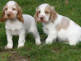 2 chiots Cockers Anglais LOF à vendre
