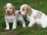 2 chiots Cockers Anglais LOF à vendre