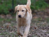 Mâle labrador sable LOF à donner contre frais de stérilisation