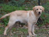 Mâle labrador sable LOF à donner contre frais de stérilisation