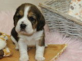À réserver : 5 chiots Beagles LOF