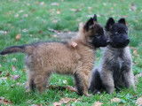 Des chiots Bergers Belges Tervueren LOF au pelage fauve charbonné à vendre