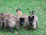 Des chiots Bergers Belges Tervueren LOF au pelage fauve charbonné à vendre