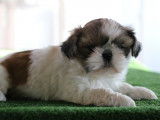 À vendre : 6 chiots Shih Tzu LOF