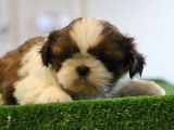À vendre : 6 chiots Shih Tzu LOF