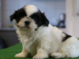 À vendre : 6 chiots Shih Tzu LOF
