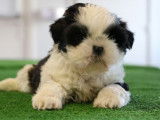 À vendre : 6 chiots Shih Tzu LOF