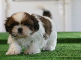 À vendre : 6 chiots Shih Tzu LOF
