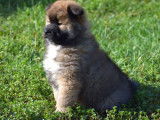 À réserver : un chiot Eurasier mâle LOF fauve charbonné