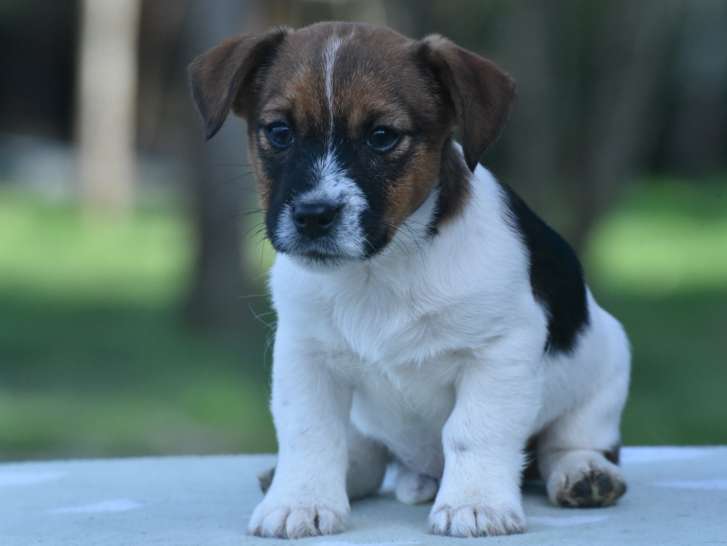 Chiots Jack Russell Terrier LOf à vendre