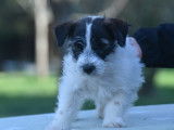 Chiots Jack Russell Terrier LOf à vendre