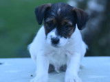 Chiots Jack Russell Terrier LOf à vendre