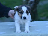 Chiots Jack Russell Terrier LOf à vendre