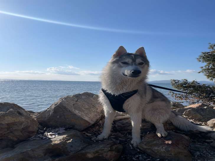 Mâle Husky Sibérien au LOF de 13 mois pour saillie