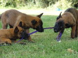 Chiot mâle Berger Belge Malinois LOF à vendre