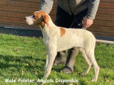 2 chiots Pointers Anglais LOF à vendre