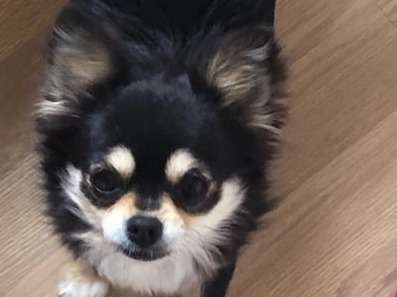 Une chienne Chihuahua LOF âgée de six ans, à vendre